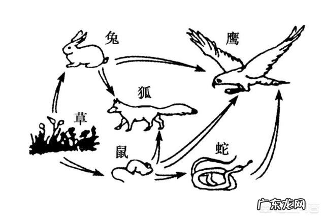 印尼巨蟒被抓，“巨蟒父母”报复人类该怎么办？