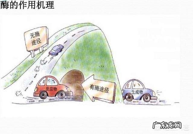 服用水果酵素对人身体有哪些危害