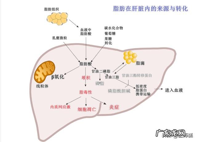 啤酒肚易患脂肪肝,怎么消除肝脏里的油脂