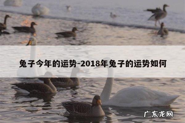 兔子今年的运势-2018年兔子的运势如何