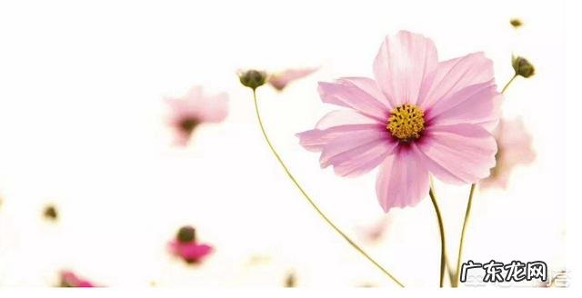 做瑜伽能减肥吗,如果能应该怎么去做