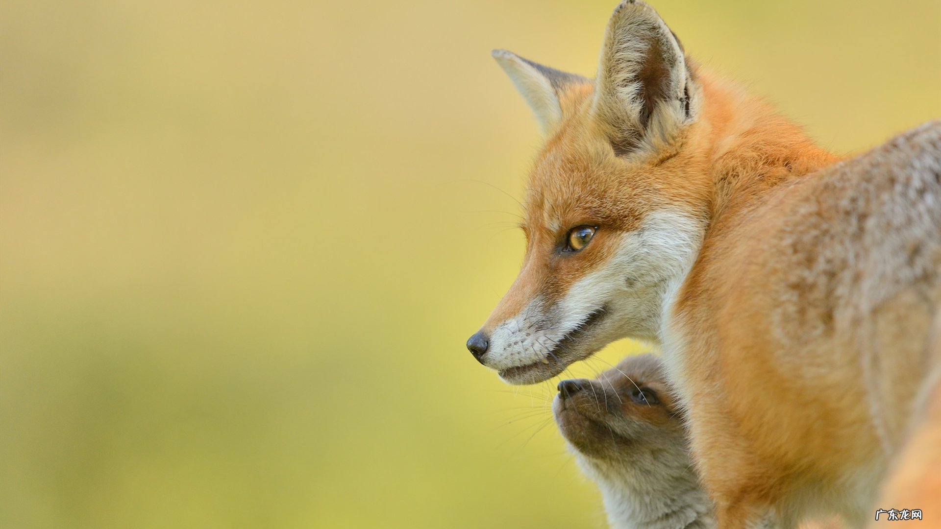 在减肥期间，我们可以吃哪些零食？