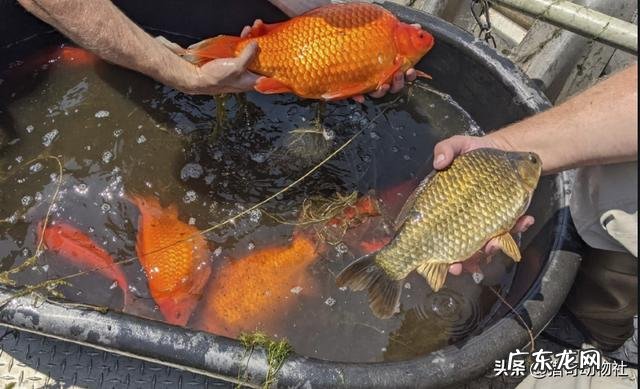 小金鱼入侵美国湖泊,为什么能变成4斤重的大鱼?
