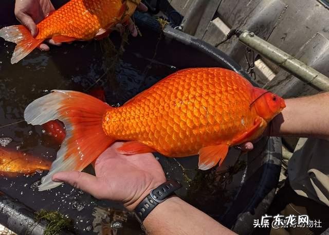 小金鱼入侵美国湖泊,为什么能变成4斤重的大鱼?
