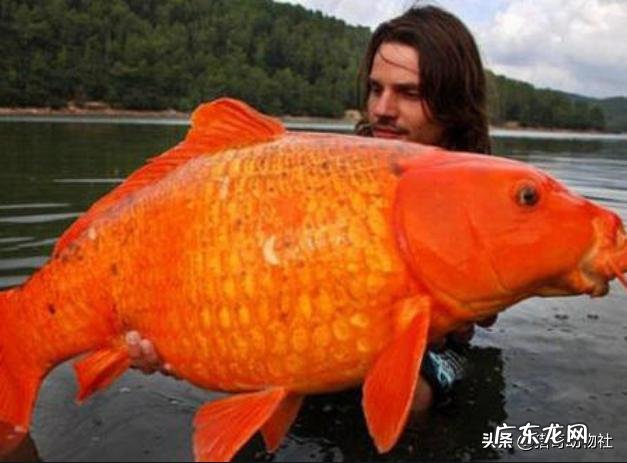 小金鱼入侵美国湖泊,为什么能变成4斤重的大鱼?