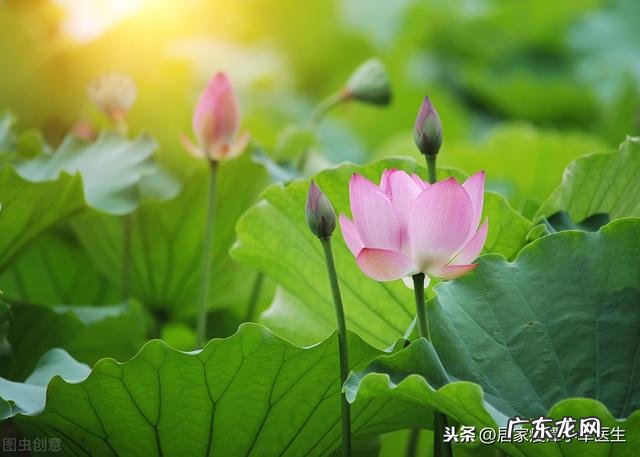 喝荷叶茶能减肥吗喝荷叶茶有什么副作用