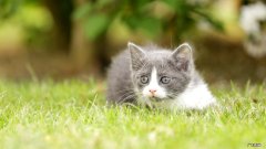 电子台秤 称重不准 怎么调？