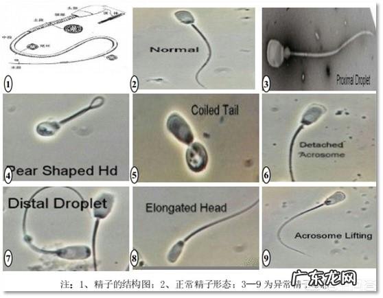 备孕期间的男人需要吃含锌硒的东西吗?应该吃什么?
