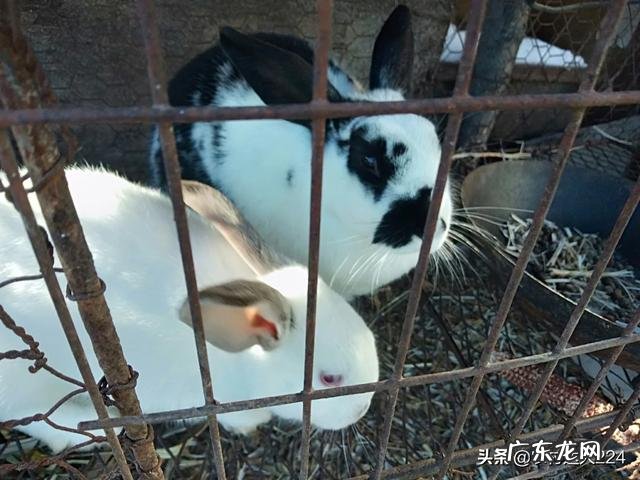 兔子最怕什么,毛兔和肉兔哪个更好养?
