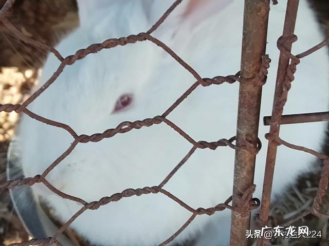 兔子最怕什么,毛兔和肉兔哪个更好养?