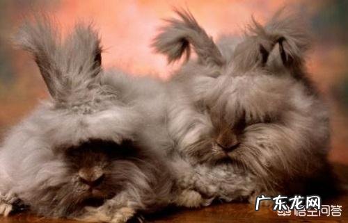 兔子最怕什么,毛兔和肉兔哪个更好养?