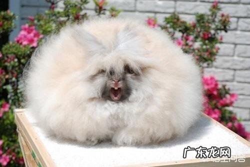 兔子最怕什么,毛兔和肉兔哪个更好养?