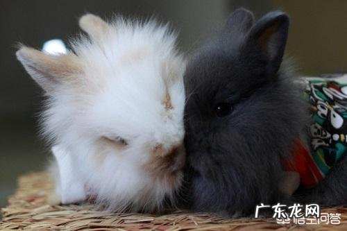 兔子最怕什么,毛兔和肉兔哪个更好养?