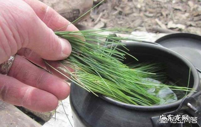 松针是否可以泡茶?有哪些功效和作用?