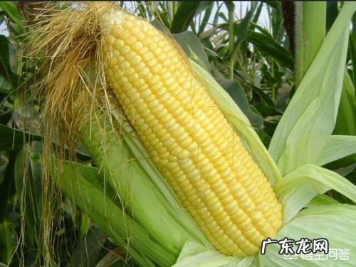 厨师长教你家常小零食，牙签玉米的做法，简单美味比牙签肉还好吃