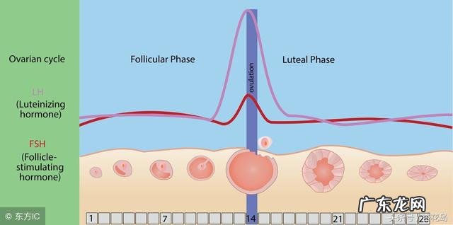 导致月经量少的原因有哪些?
