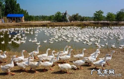 鹅痛风2020年严重吗?