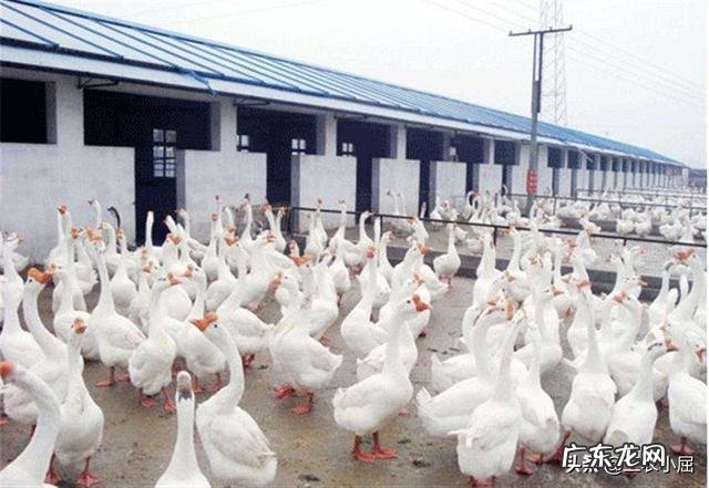 鹅痛风2020年严重吗?