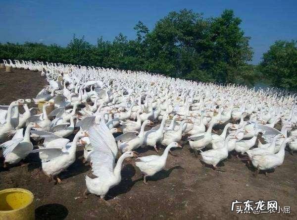 鹅痛风2020年严重吗?