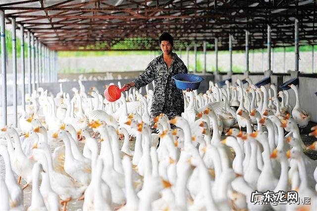 鹅痛风2020年严重吗?