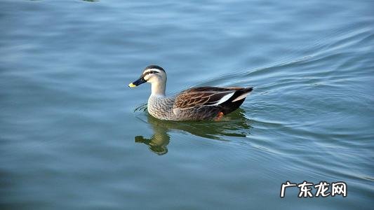 浮力大于重力多少能上浮?