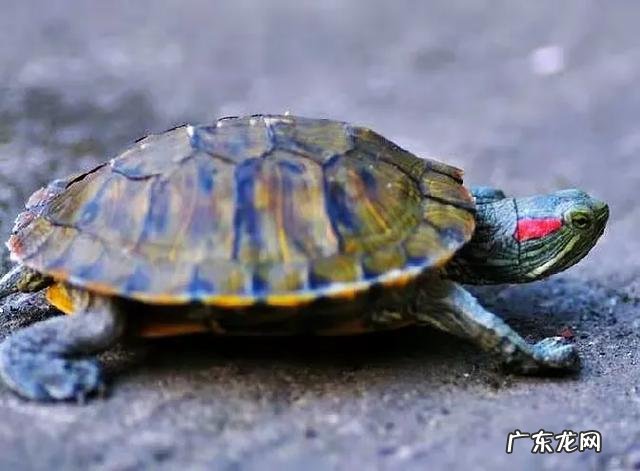 我想问一下黑龙江的人均寿命是多少？是不是比南方要少一点呢？