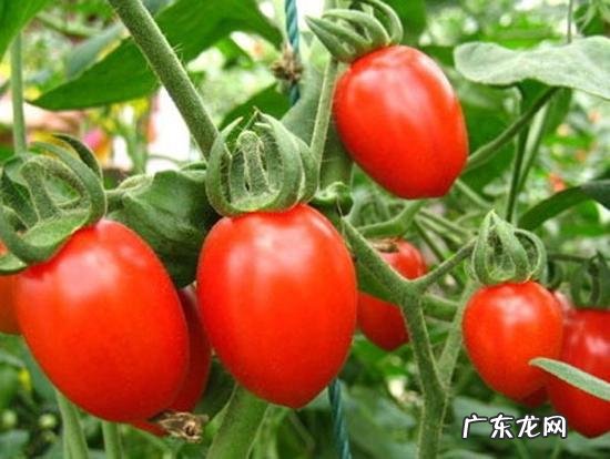 圣女果和小番茄有什么区别吗