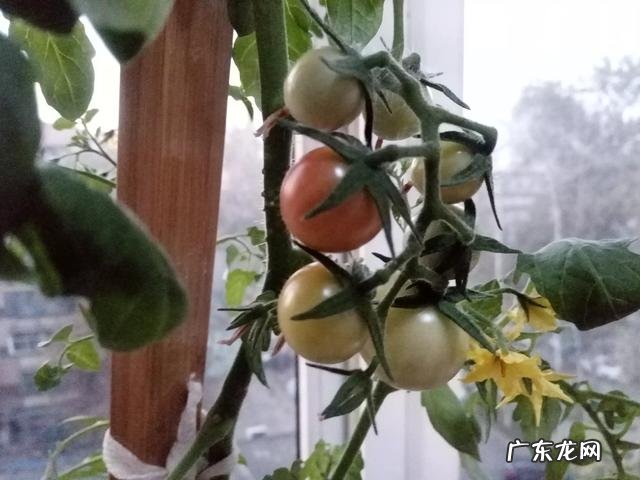 圣女果和小番茄有什么区别吗