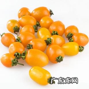 圣女果和小番茄有什么区别吗