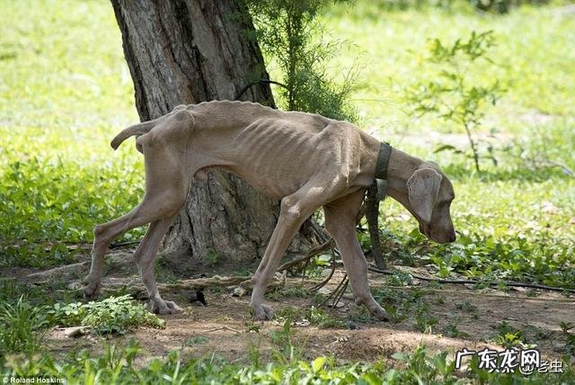 委内瑞拉是一个怎样的国家