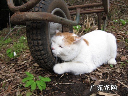 晚上饭后吃黄瓜好吗，有减肥作用吗