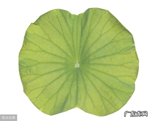 窈窕淑女，君子好逑，详解9大热门减肥中药