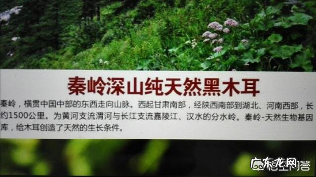 经常吃黑木耳有什么好处,可以减肥吗?