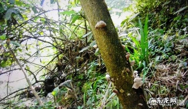 经常吃黑木耳有什么好处,可以减肥吗?