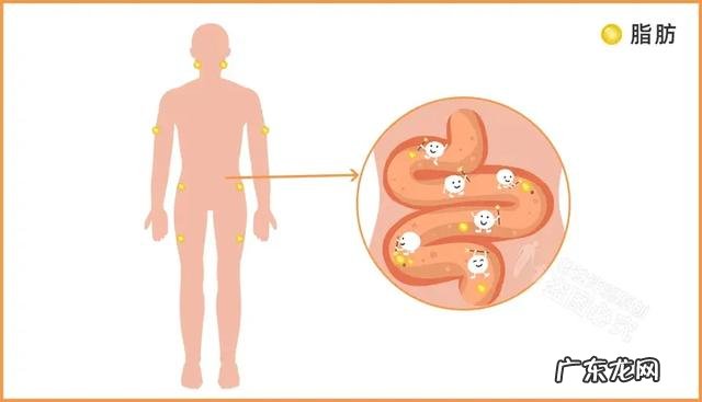 12款热门酵素评测:酵素真的能减肥可以润肠通便吗
