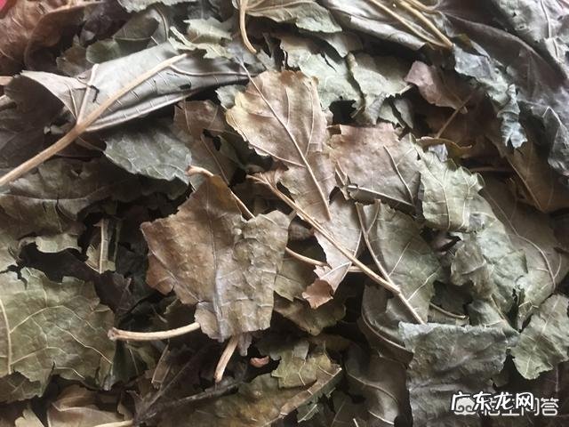 喝减肥茶的好处和坏处是什么