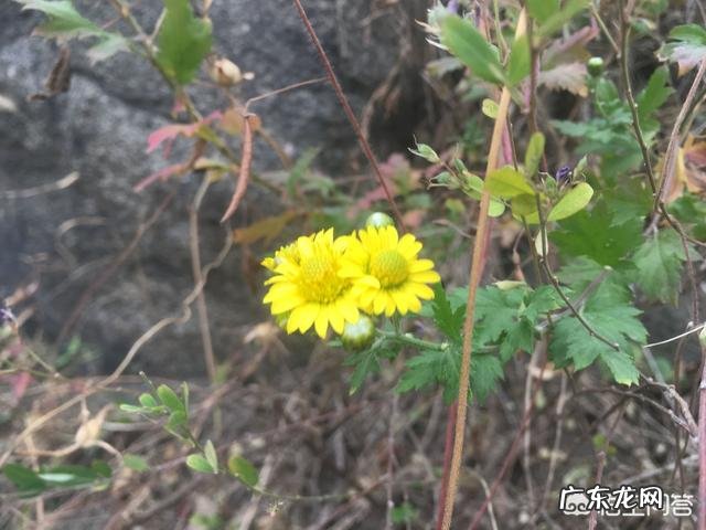 喝减肥茶的好处和坏处是什么