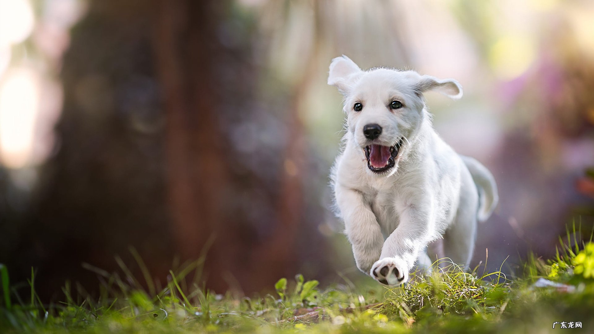 百变机兽武战道主题曲是什