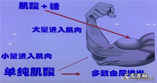 体育生用什么牌子的营养品效果好