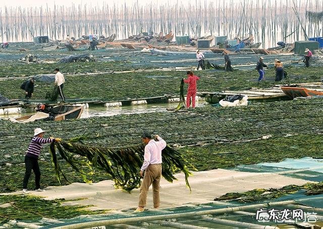 韩国人过生日都喝海带汤吗怎么做海带汤比较好吃呢