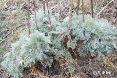 多喝茵陈茶有什么好处如何制作茵陈茶