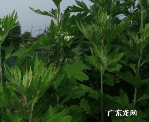 夏天来了，你准备好祛湿了吗