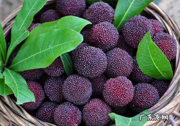 夏天吃什么水果可以养生?