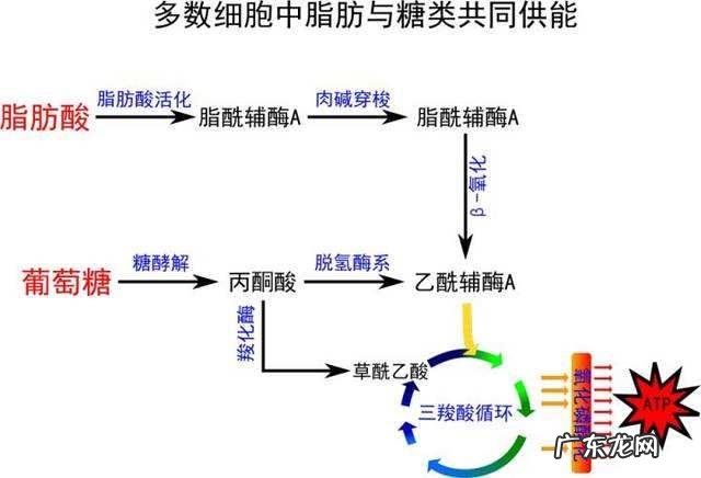 跑步会不会掉肌肉?为什么?