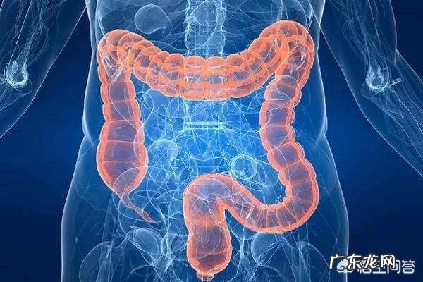 什么东西有助于肠道消化?