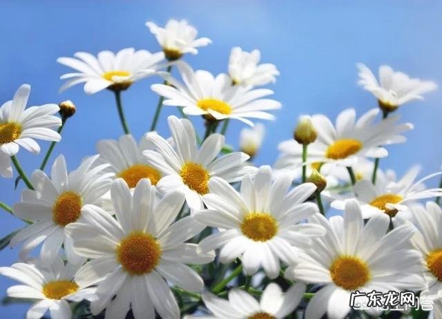 玫瑰花和菊花能在一起泡水喝吗有什么功效