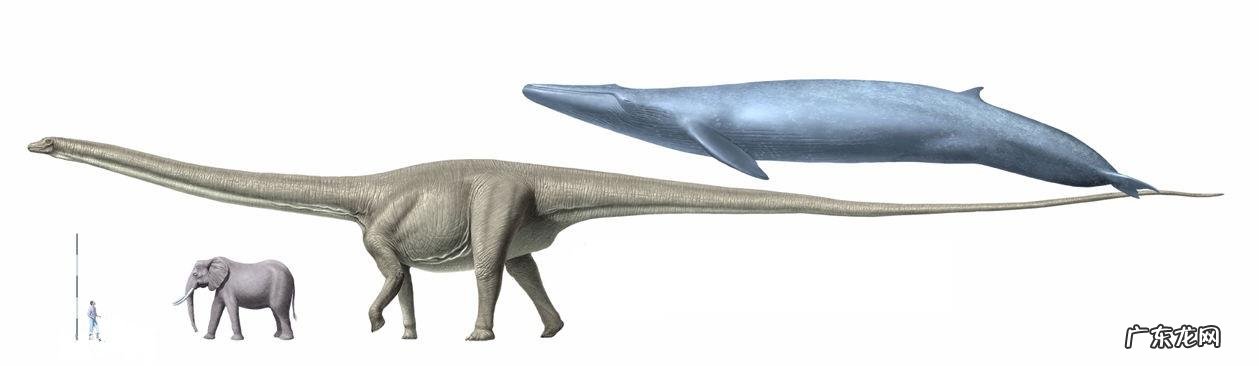 世界上最大的恐龙有多重？