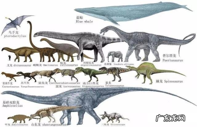 世界上最大的恐龙有多重？