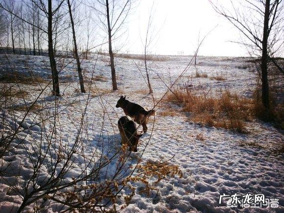 养一只德牧是一种什么样的体验?