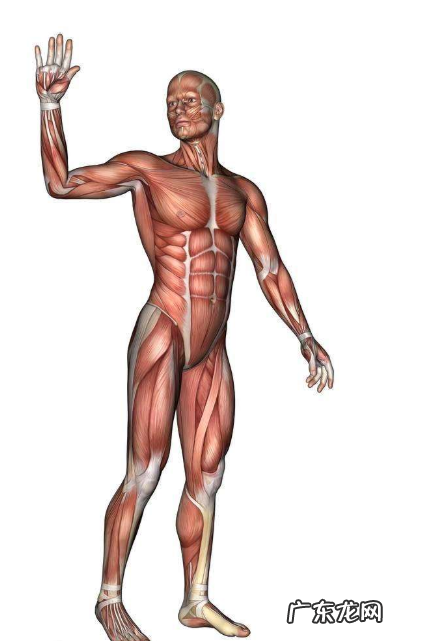 身材各部位用英文怎么说?简称